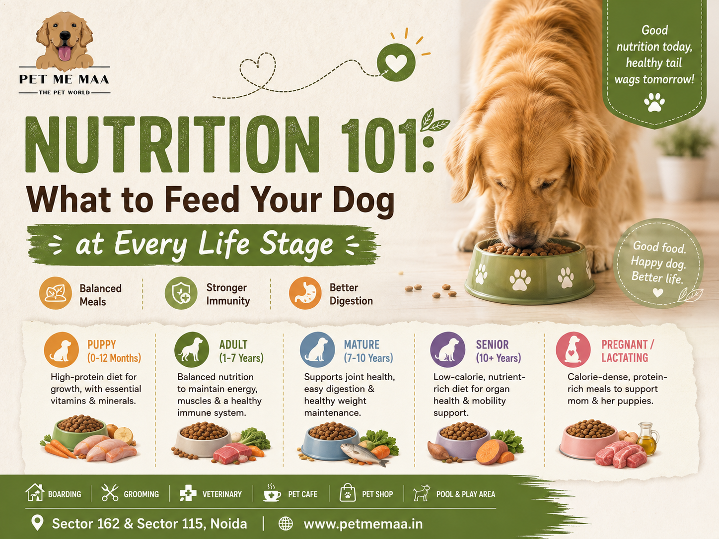 Nutrition 101: What to Feed Your Dog at Every Life Stage